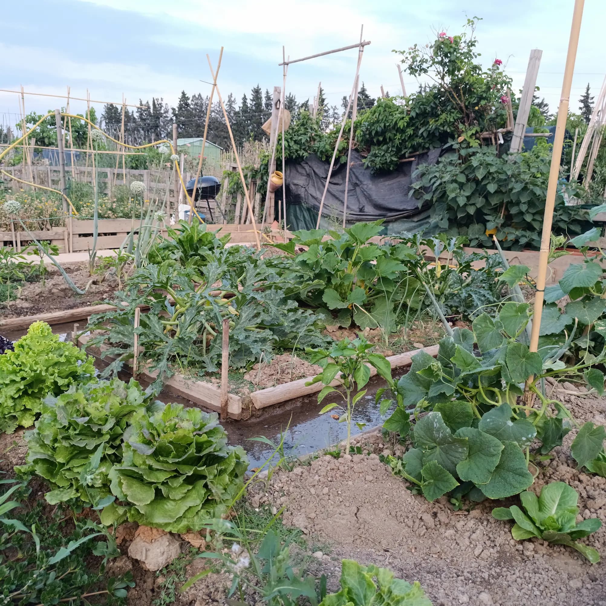 Vista detallada de un huerto ecológico en verano con bancales de madera, cultivos de lechugas, calabacines y pimientos utilizando técnicas de permacultura y riego por surcos.
