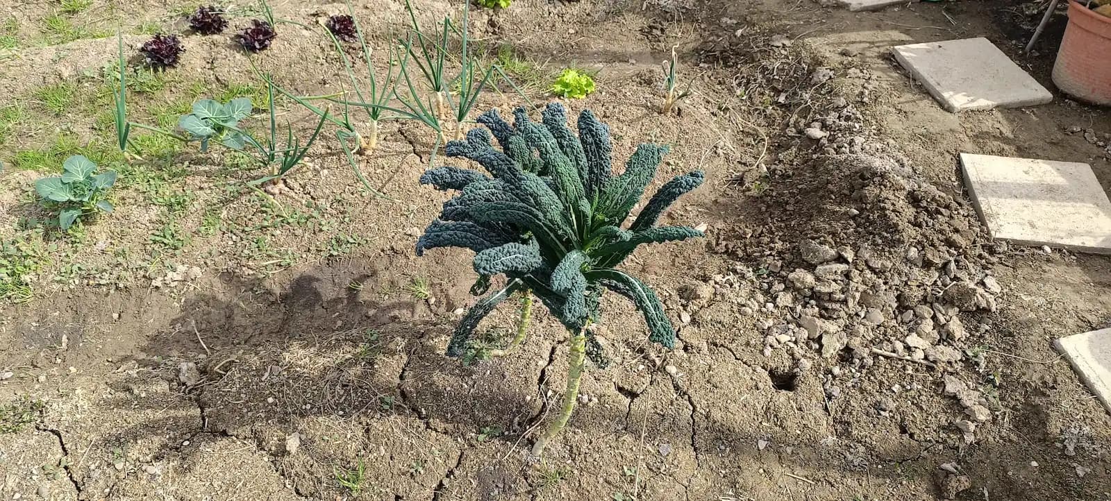 Kale Nero di Toscana