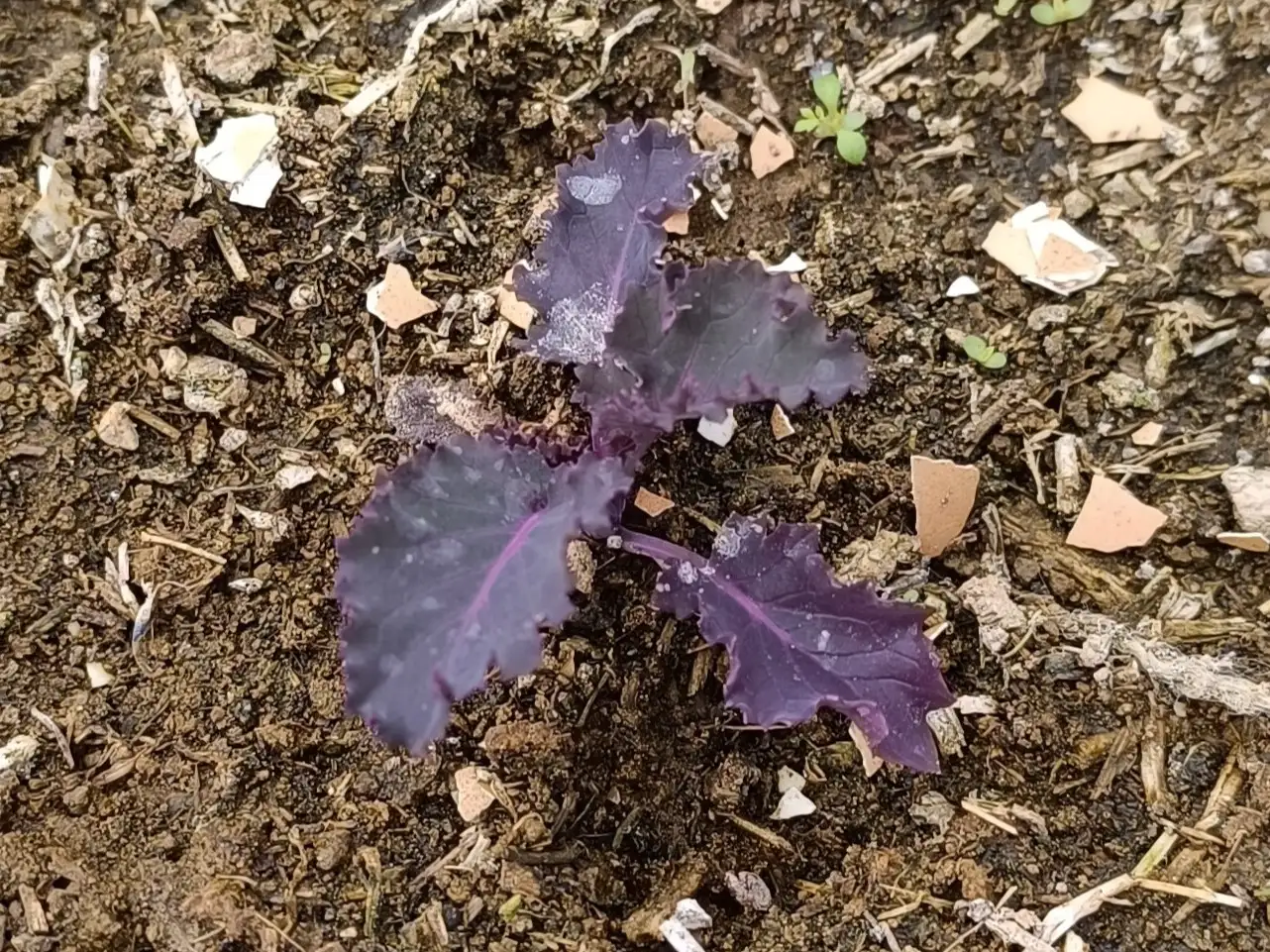 Kale Red Curly Scarlett