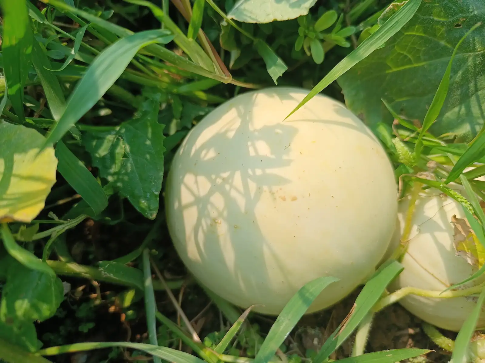 Melón Cantaline (Cruce entre Cantalupo y Honeydew)
