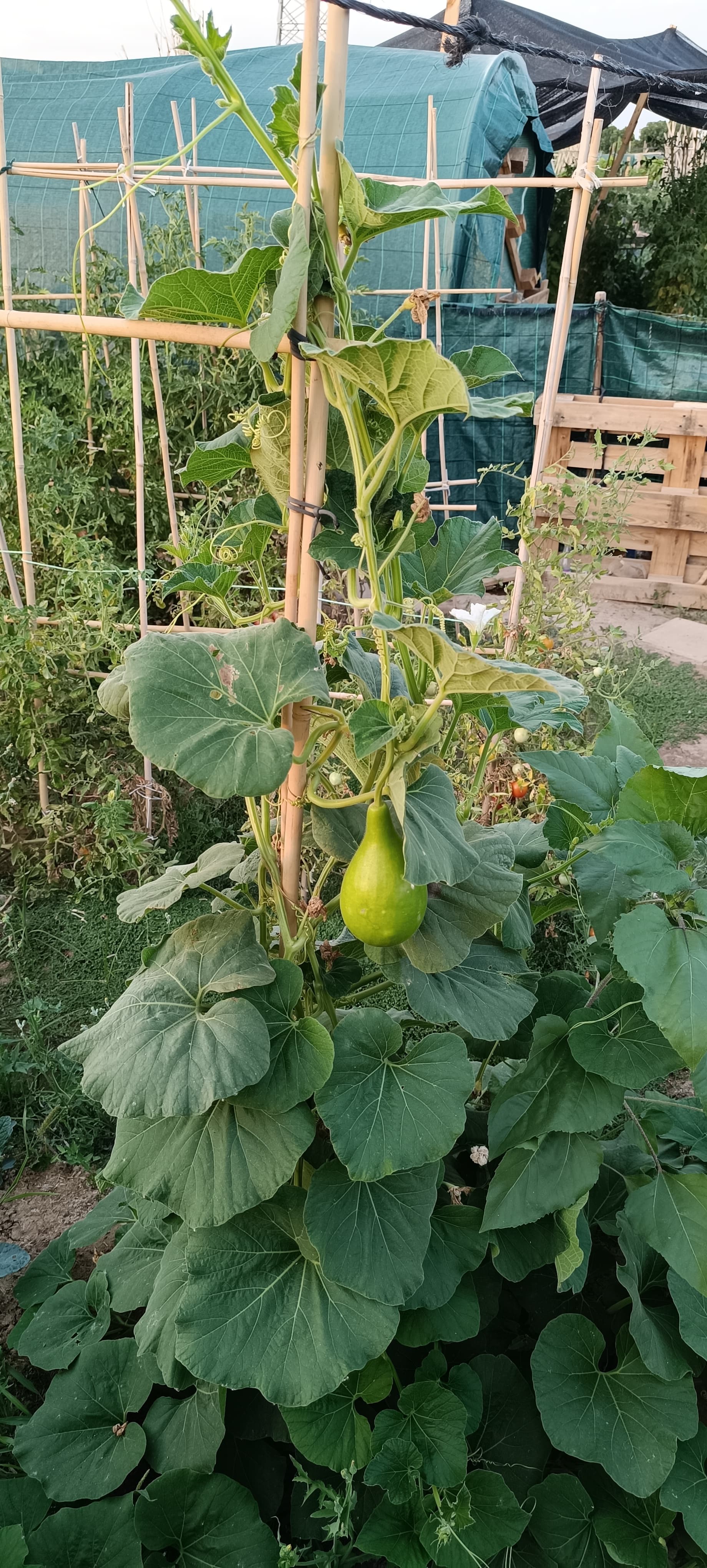 Calabaza Bottle Gourd