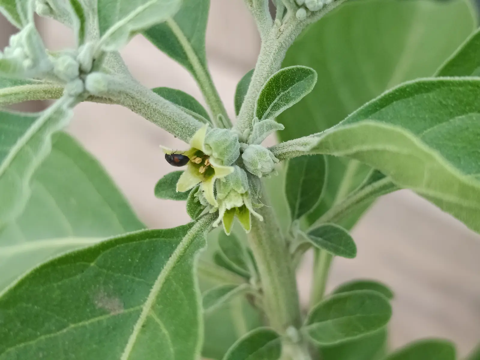 Ashwagandha N/A