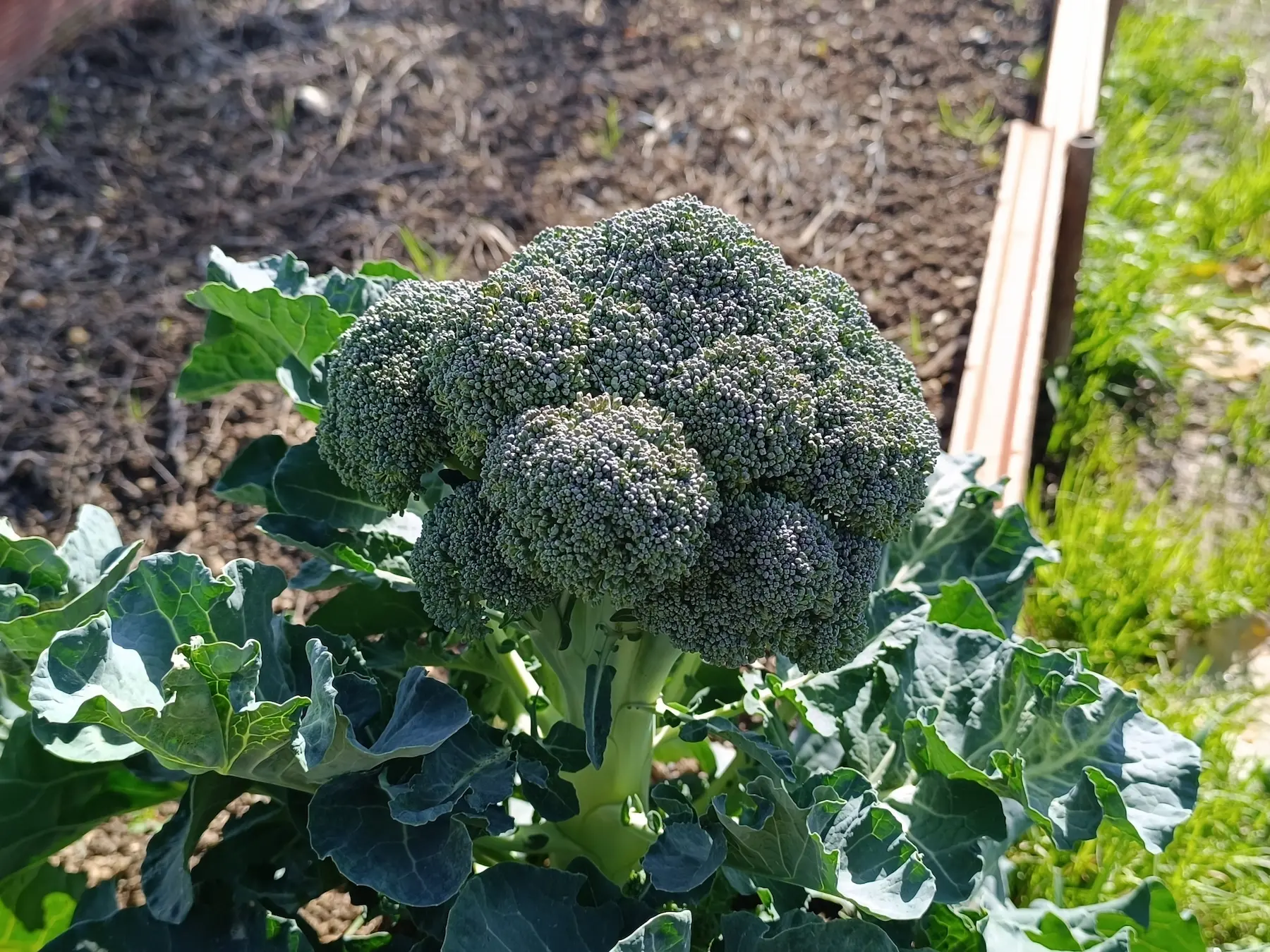 Brocoli Atlantis F1