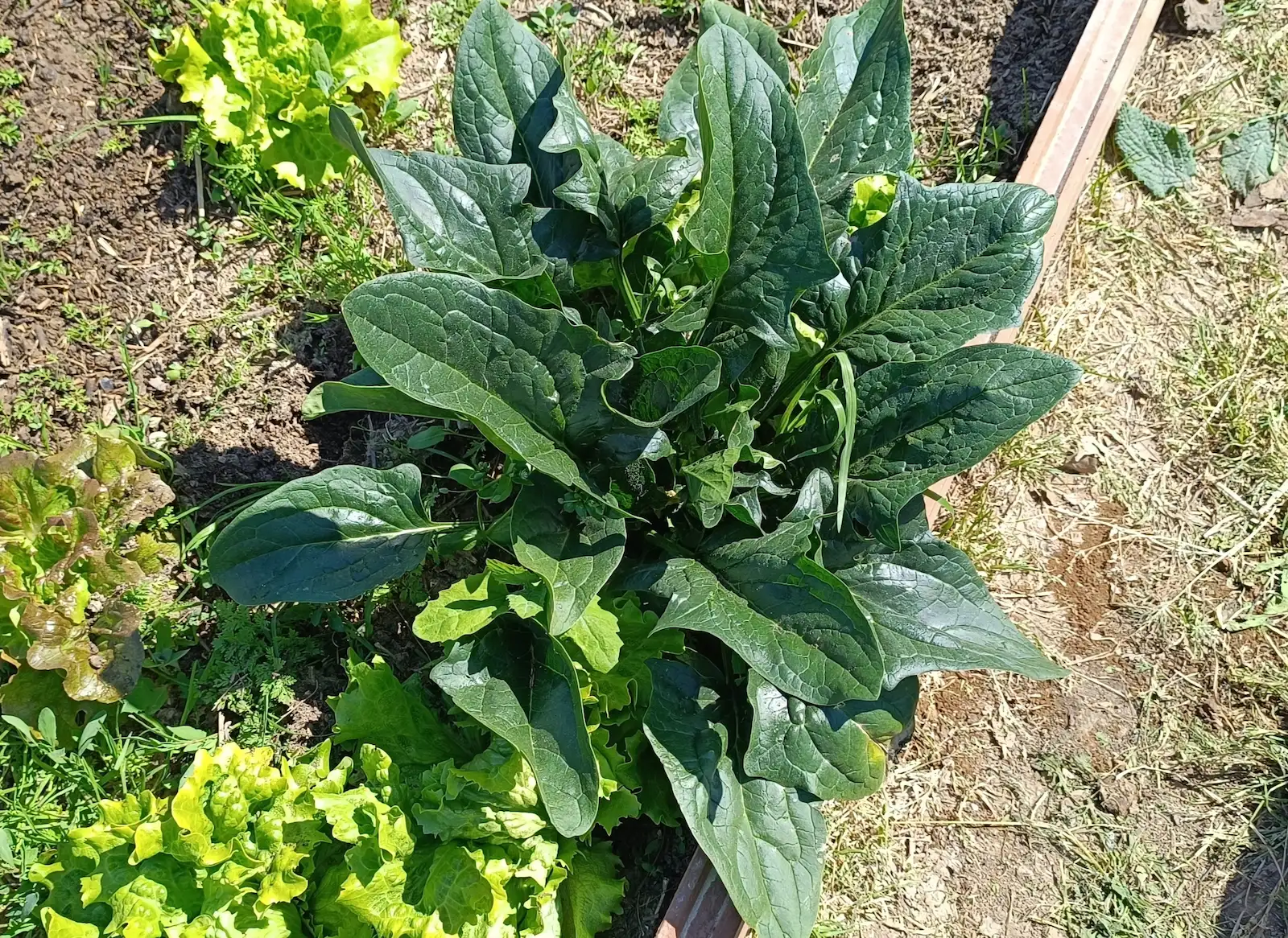 Espinaca Matador
