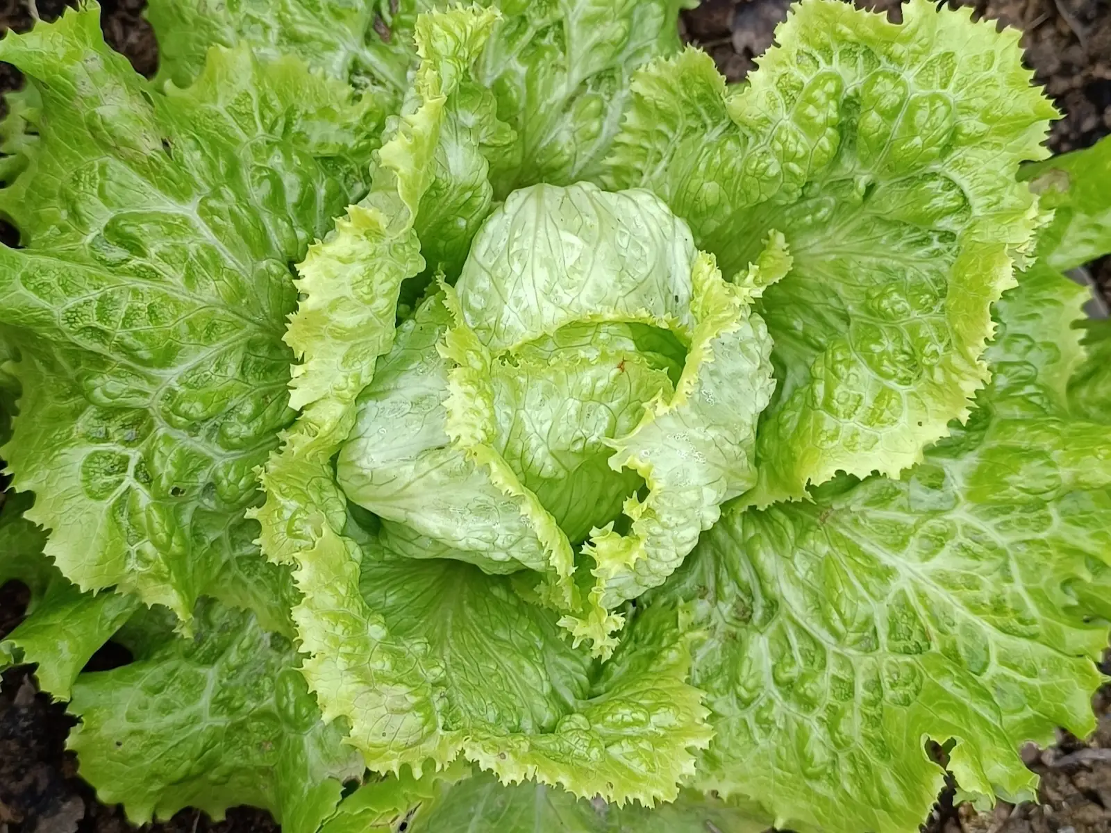 Lechuga Batavia Verde (Tipo Vanguard)