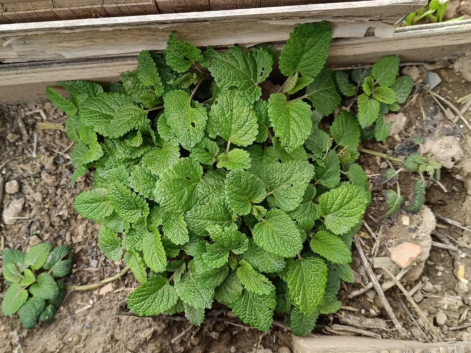 Melissa Officinalis (Común)