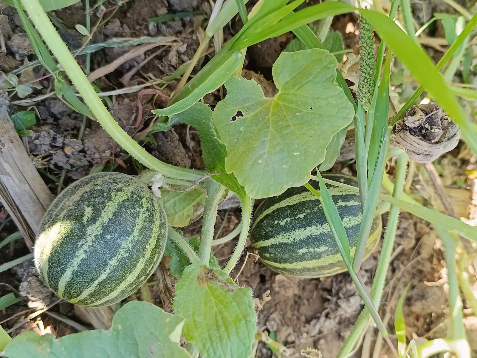 Melon Ho Chi Minh
