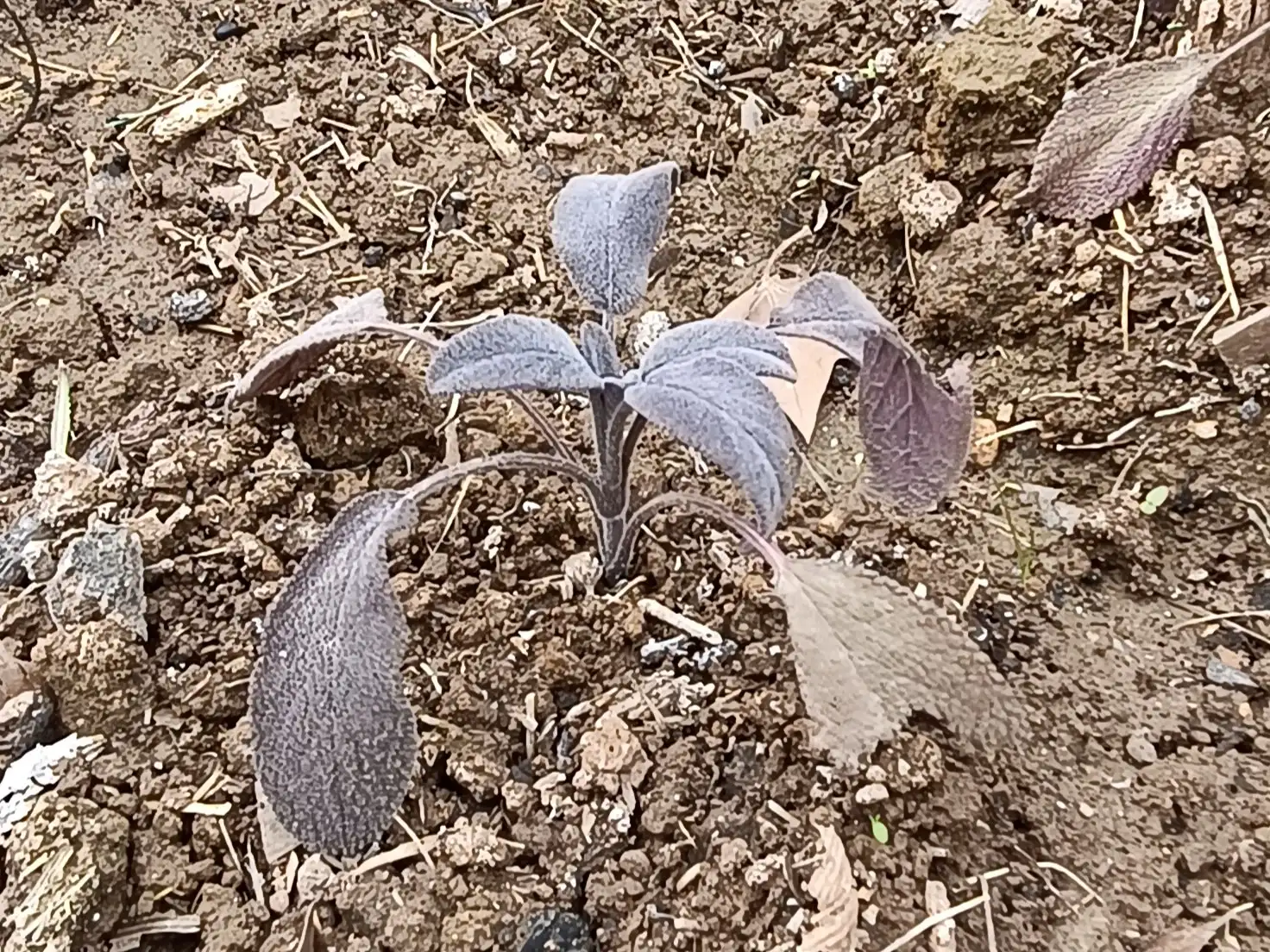 Salvia Purpurascens