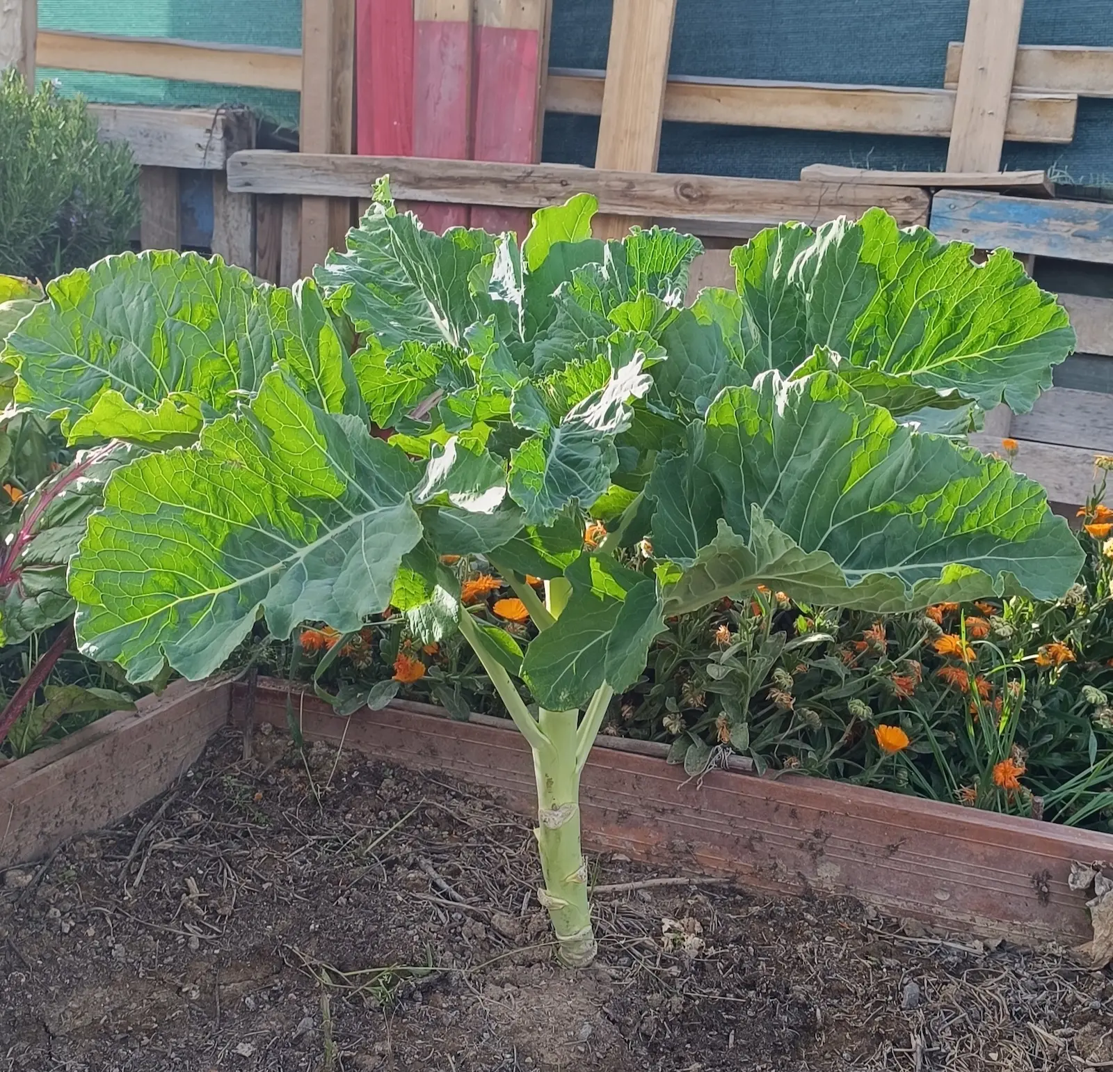 Kale Walking stick