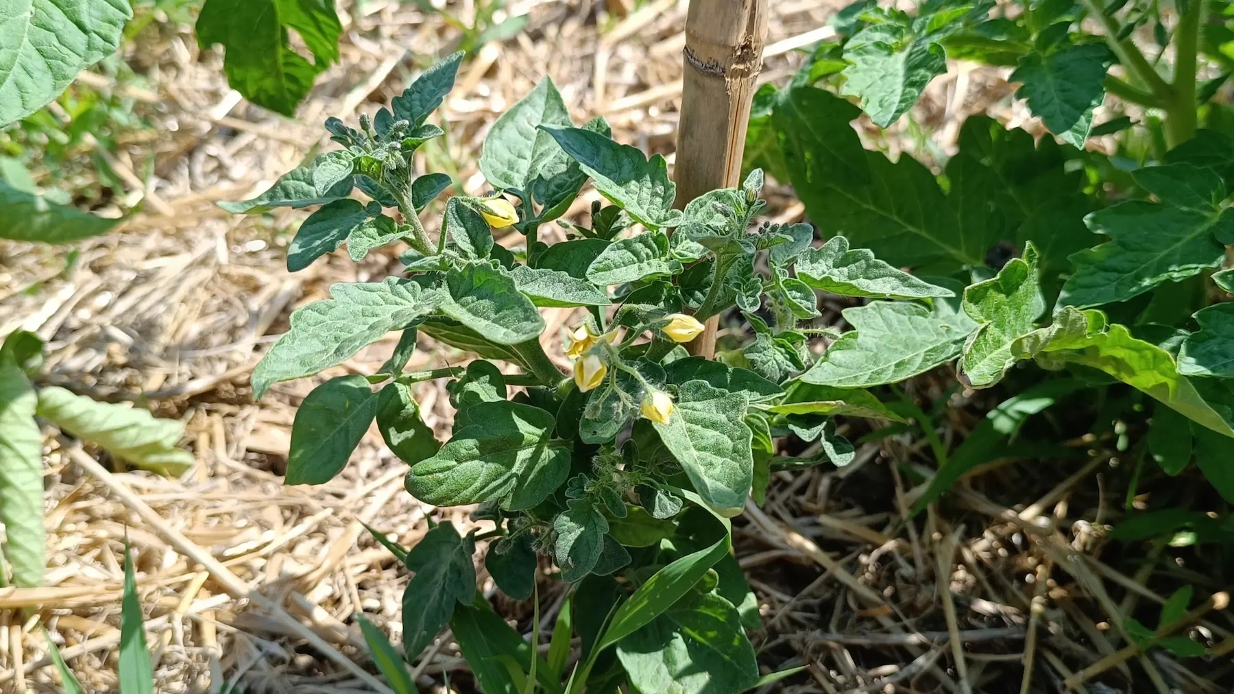 Tomate Pendulina amarillo
