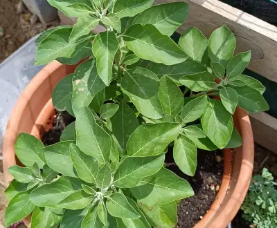 Luftaufnahme der Ashwagandha-Pflanze im Topf
