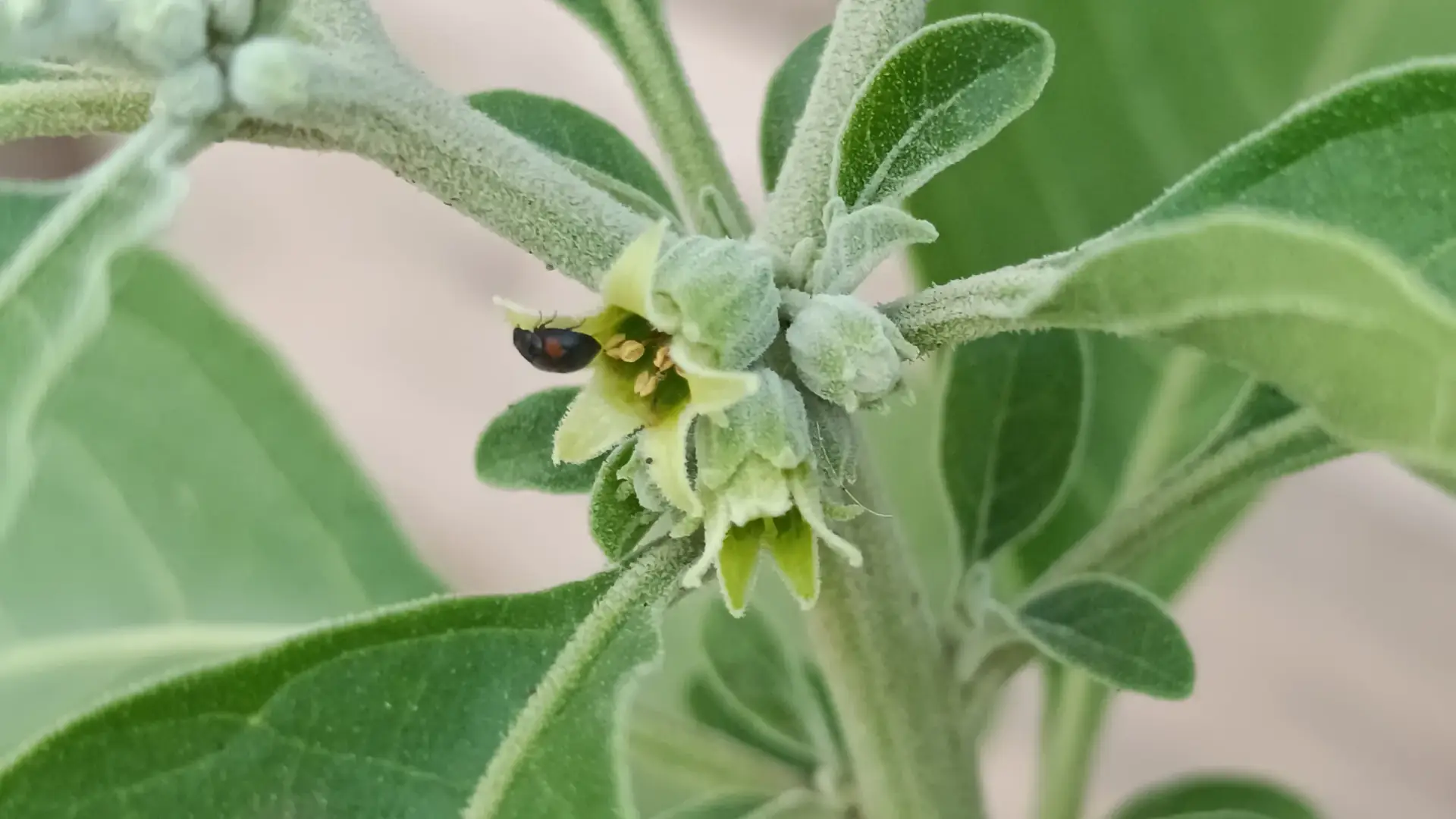 Ashwagandha Comune