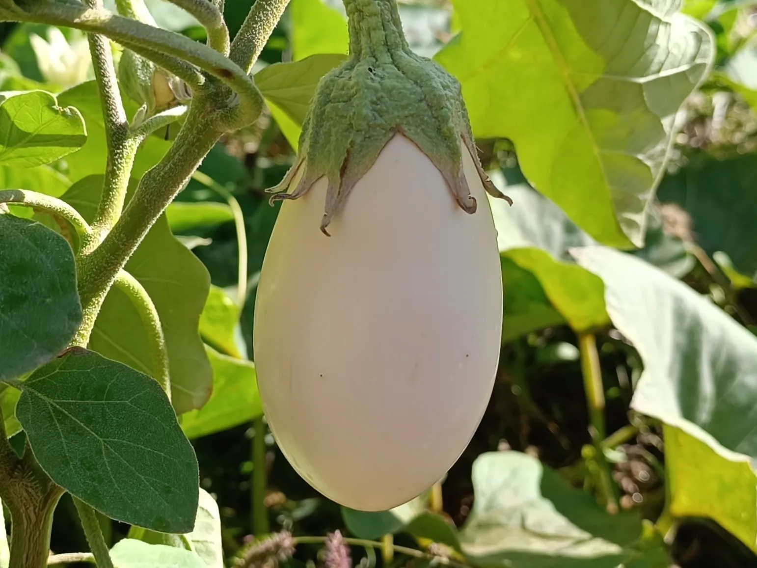 الباذنجان الأبيض أبيض
