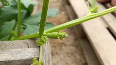 Détail de la plante de courgette blanche avec des fruits tendres en croissance