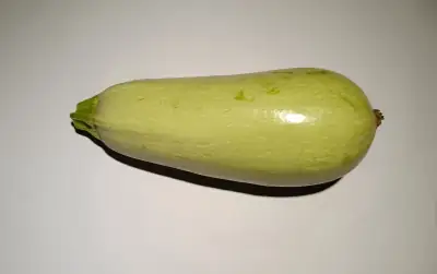 Fruit entier mûr de courgette blanche prêt à être récolté