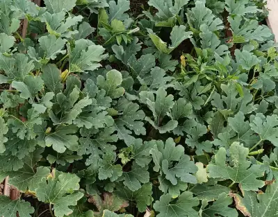 Vue aérienne de la plante rampante de courgette blanche s'étalant sur le sol