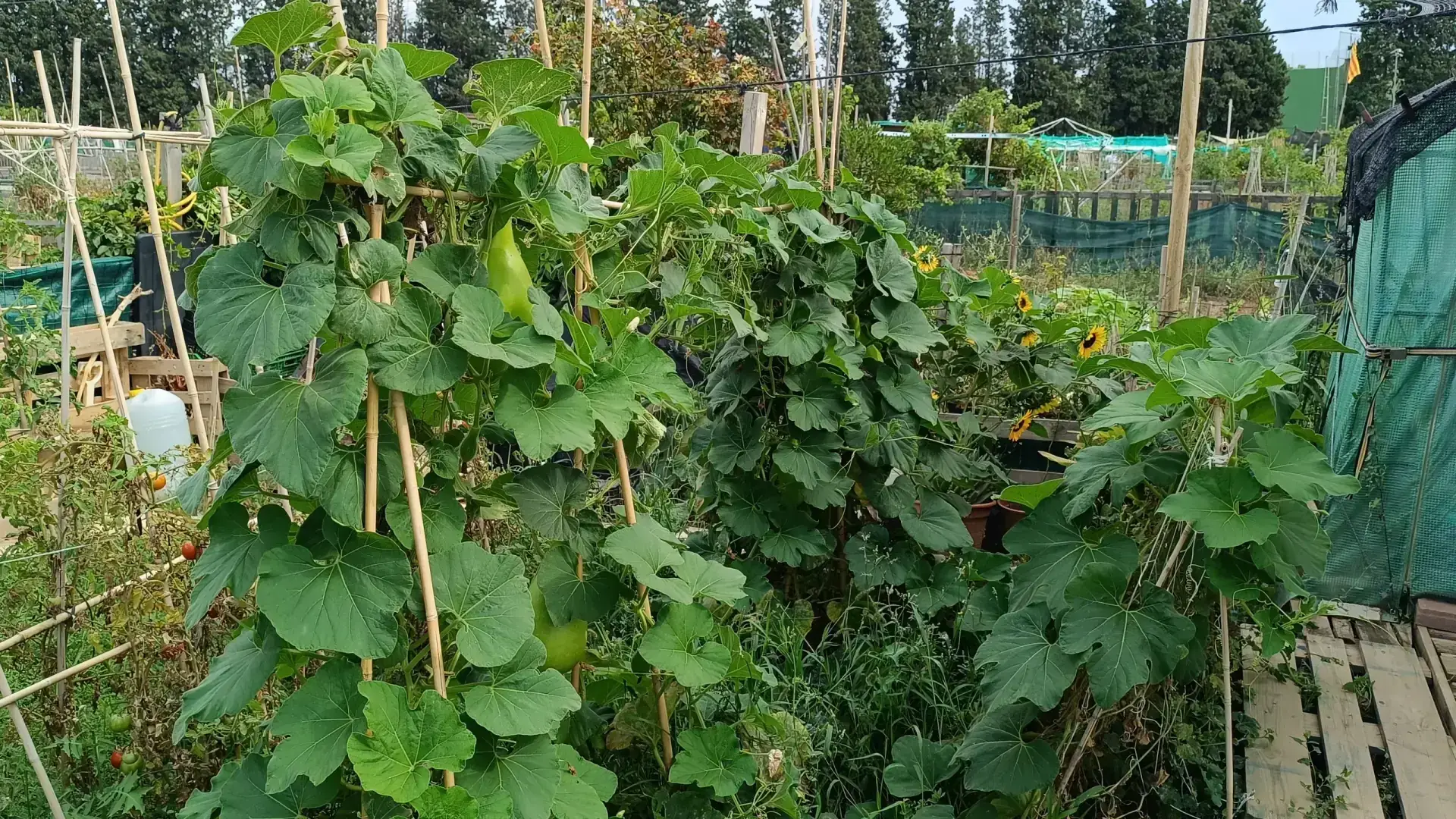 葫芦 Bottle Gourd