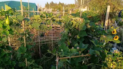 Деталь вьющегося растения тыквы-горлянки и его листьев