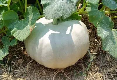 Vista laterale della Zucca Gigante di Letux che mostra il portamento della pianta e le dimensioni del frutto
