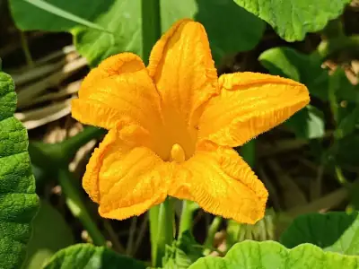 Dettaglio del fiore giallo della Zucca Gigante di Letux e lo sviluppo del frutto sulla pianta