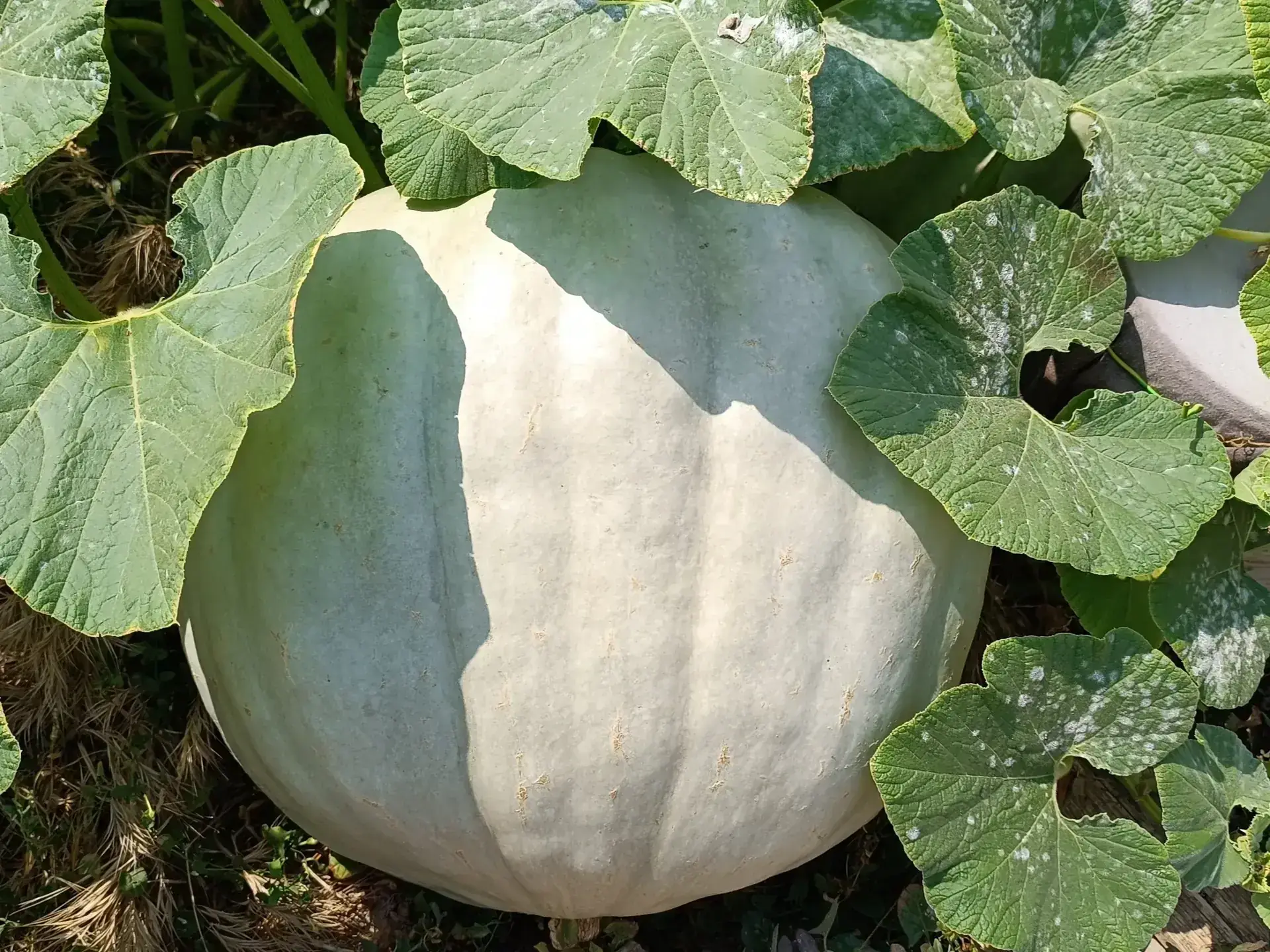 Zucca Gigante di Letux - Guida Completa alla Coltivazione e Cura Gigante de Letux (Full Moon)