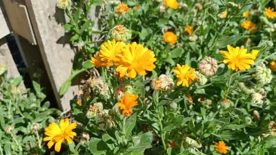 Calendula