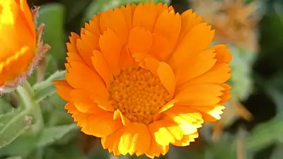 Calendula