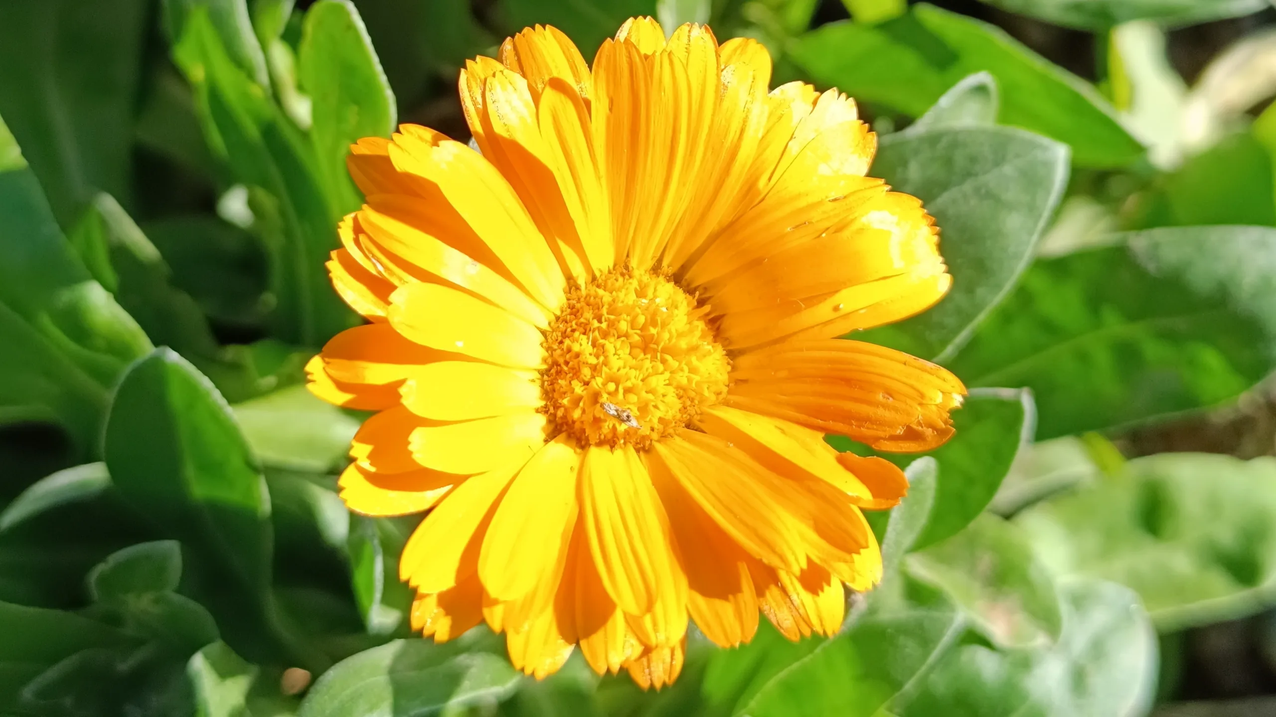 Ringelblume - Komplette Anleitung Gewöhnliche Ringelblume