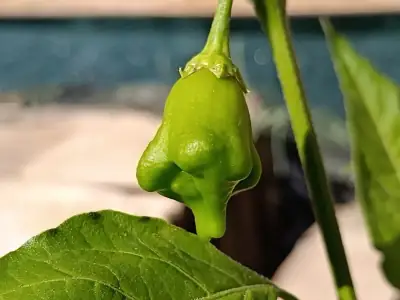 Bishop’s-Crown-Chili mit roten, glockenförmigen Früchten