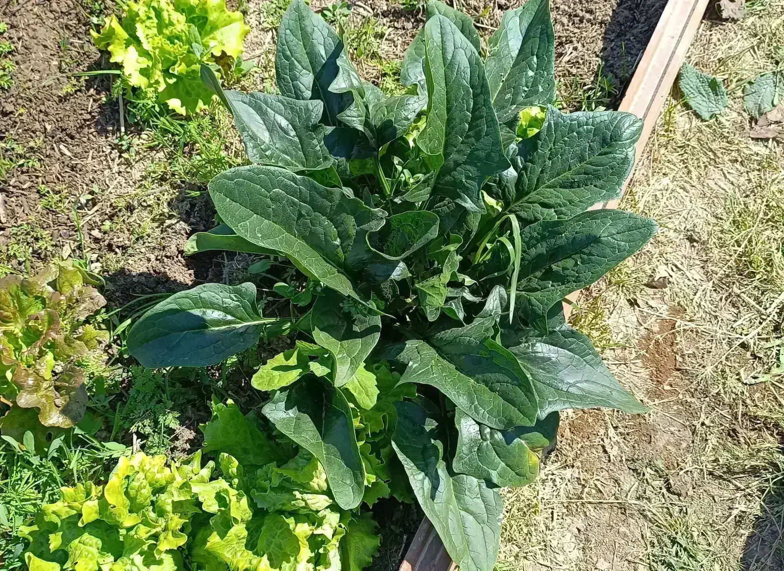 斗牛士菠菜 - 完整指南 Matador