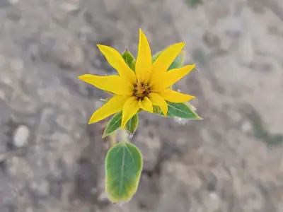 Sonnenblume Autumn Beauty