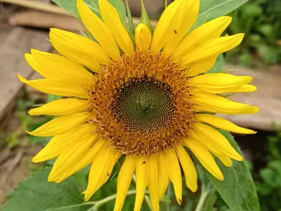 Sonnenblume Autumn Beauty