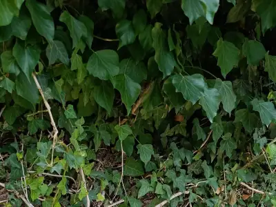 Fotografie von gemeinem Efeu (Hedera helix)
