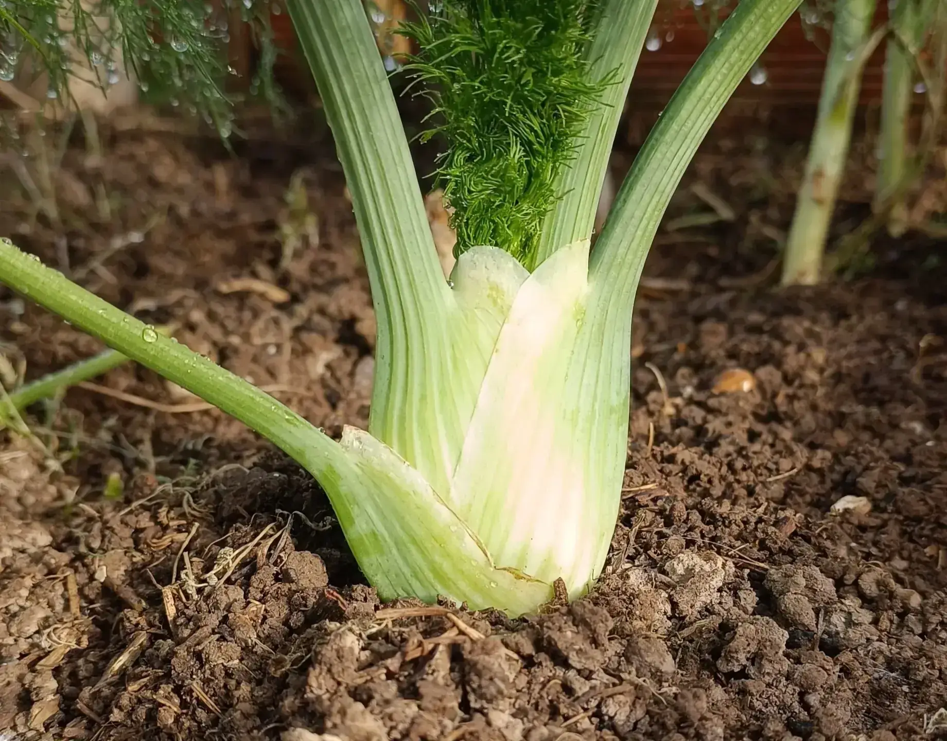 Florence Fennel de Florencia