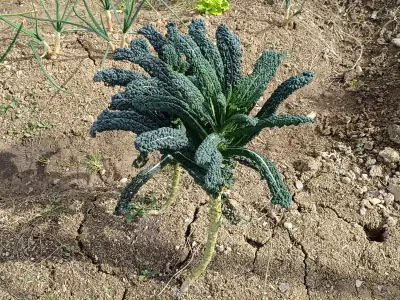 Plante de chou Nero di Toscana aux feuilles longues, étroites et cloquées vert bleuté foncé