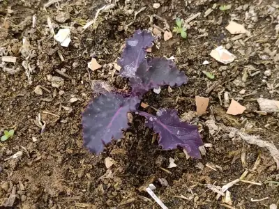 Vollständige Red Curly Grünkohlpflanze von der Seite im Garten