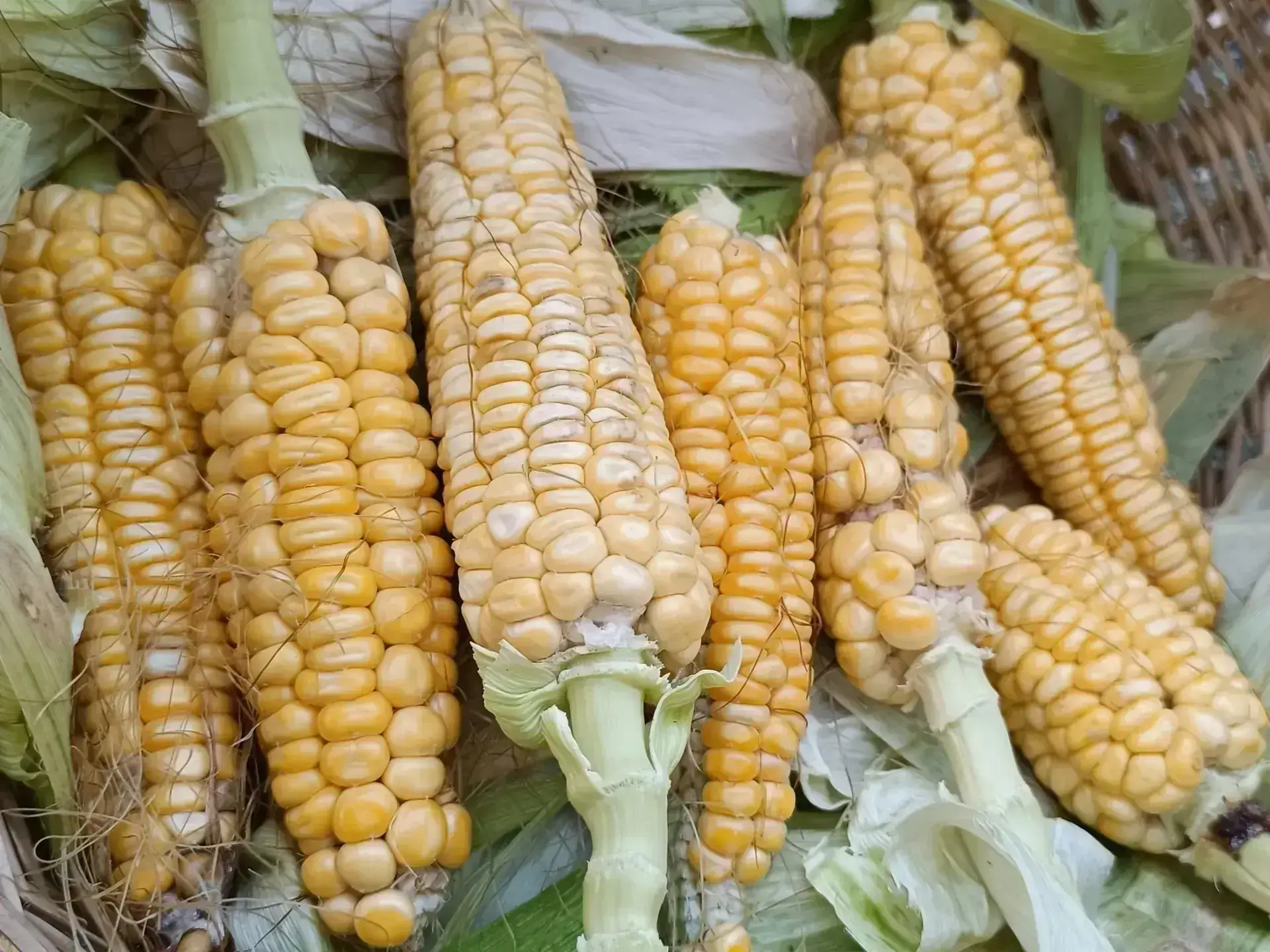 Zapalote Grande Corn - Complete Growing and Care Guide Zapalote Grande
