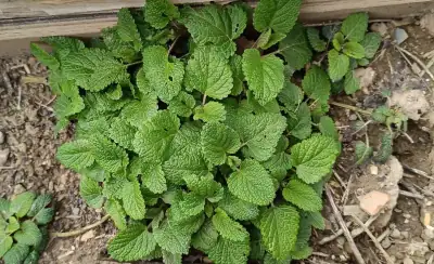 Pianta di melissa con foglie verdi dentate dall'intenso aroma agrumato