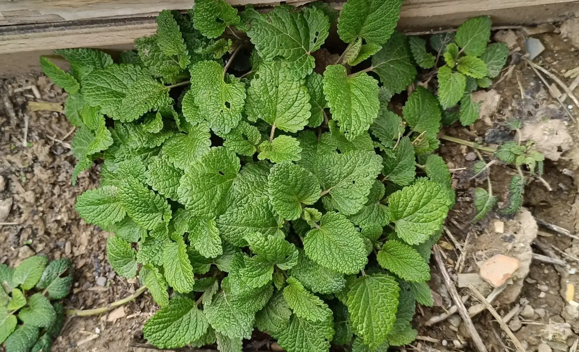 Melissa Officinalis (Melissa officinalis) - Guida alla Coltivazione, Cura e Proprietà Comune