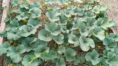 Dettaglio del frutto di melone Cantaline che mostra la caratteristica buccia reticolata