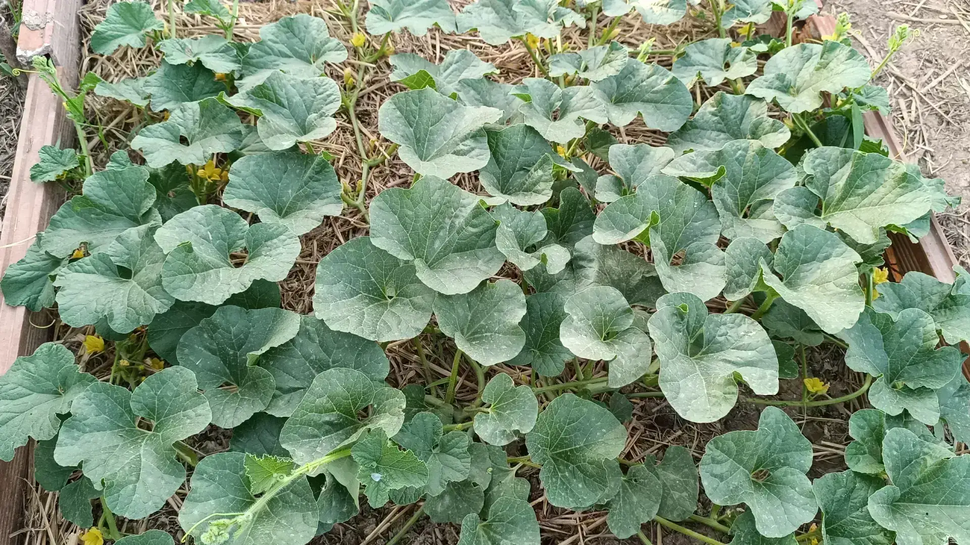 Hojas y planta del melón Cantaline