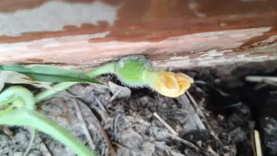 Pianta di melone Cantaline in piena crescita con frutti in sviluppo
