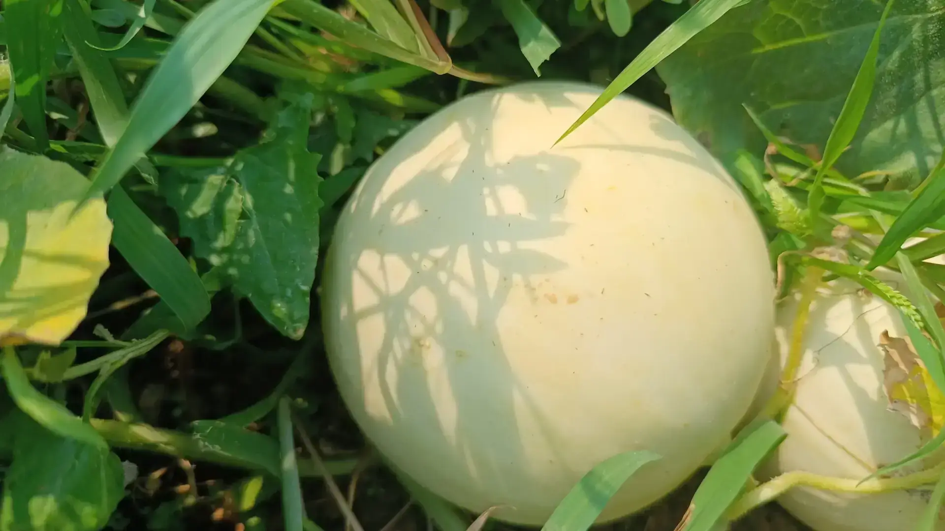 Melone Cantaline - Guida Completa alla Coltivazione e Cura Cantaline