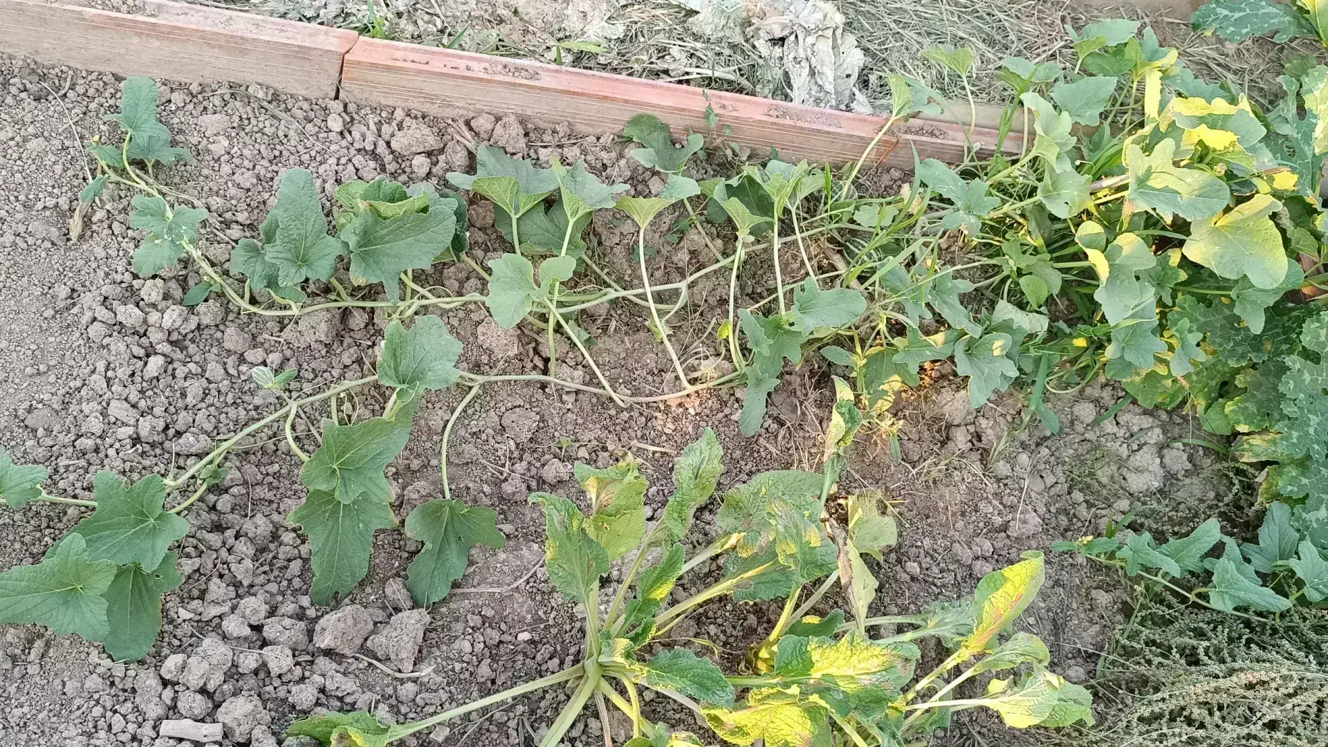 Hojas y planta del melón Ho Chi Minh