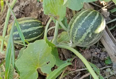 Detail der reifen Ho-Chi-Minh-Melonenfrüchte mit getigerter Schale