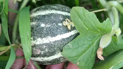 Ho-Chi-Minh-Melonenpflanze mit reifen, getigerten Früchten und intensivem Aroma