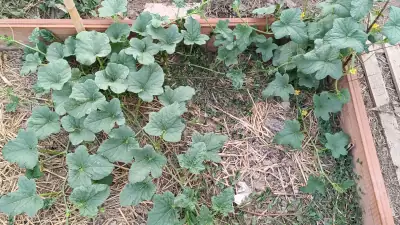 Vista dettagliata del frutto del melone Salduie da un'altra angolazione