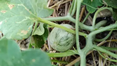 Frutto del melone Salduie, ibrido sperimentale con buccia chiara (Cantaline) e macchie verdi (Ho Chi Minh)