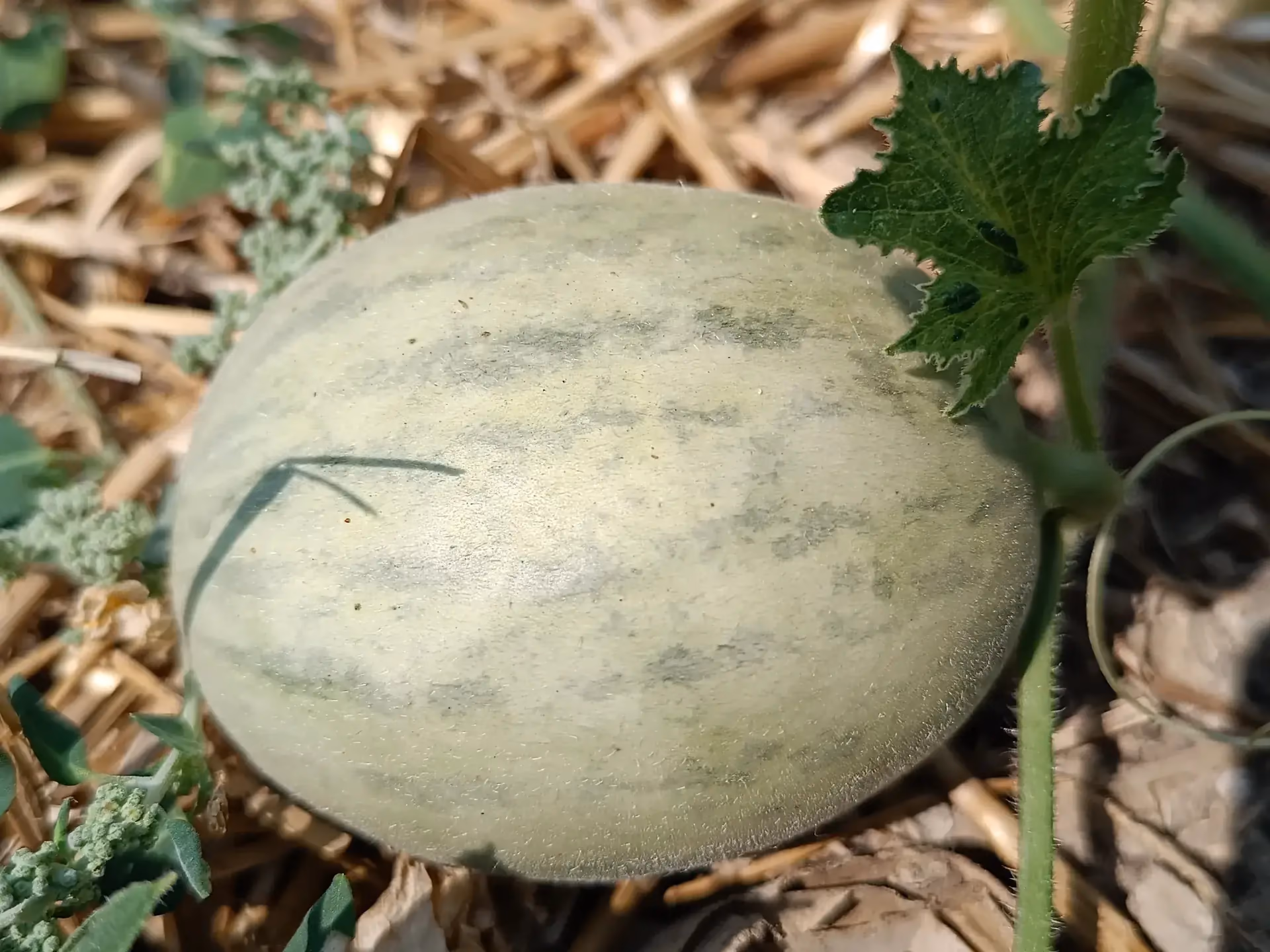 Fruto del melón Salduie, un híbrido experimental de piel clara y manchas verdes, cultivado en Zaragoza