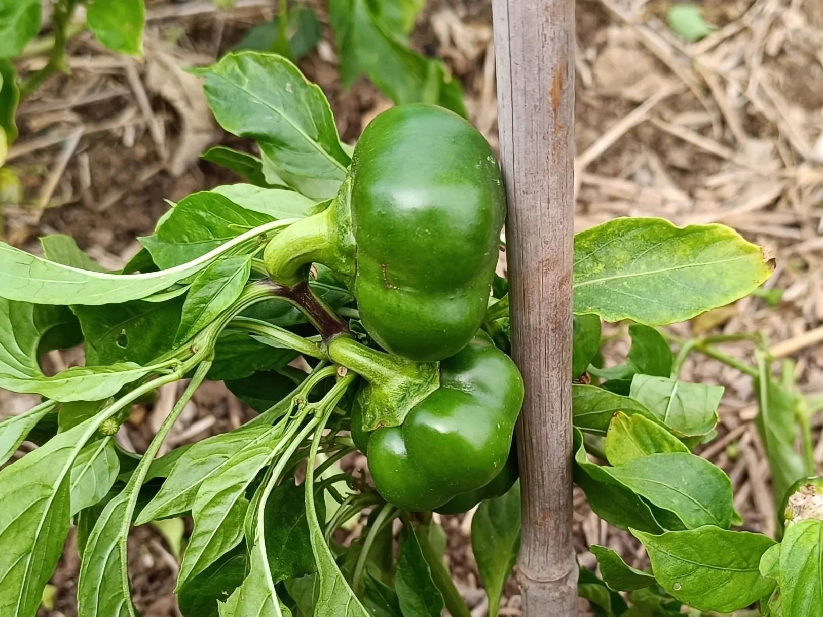 Pimiento tomate Topepo Rosso - Guía Completa Topepo Rosso